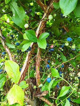 Load image into Gallery viewer, Purple Berry Haze