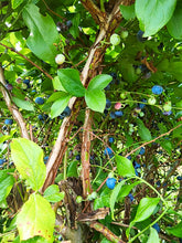 Load image into Gallery viewer, Purple Berry Haze
